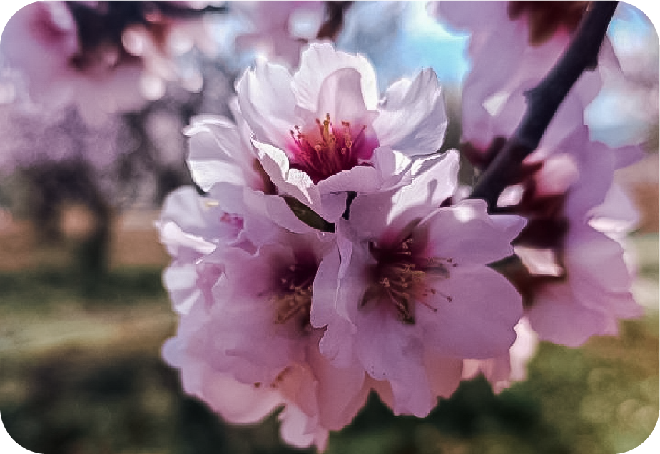 Imagen de un arbol en flor